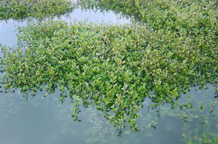 支付宝红树林被称为植物海水淡化器-11.30神奇海洋问答攻略