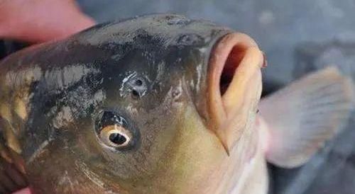 鱼的鼻孔