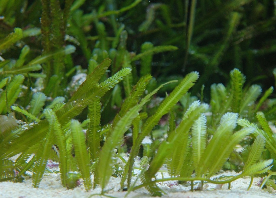 支付宝神奇海洋地球上最早出现的绿色植物-9.28神奇海洋问答攻略