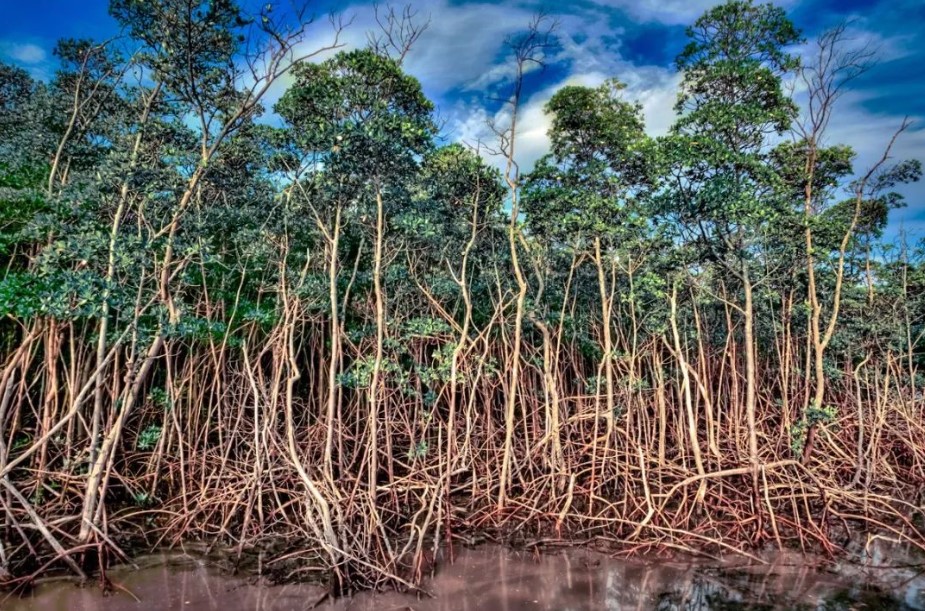支付宝红树林被称为潮汐林因为它的生长-12.9神奇海洋问答攻略