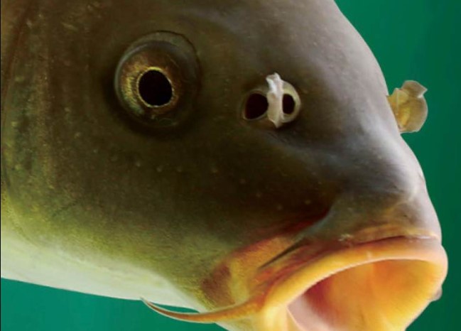 鱼的鼻孔